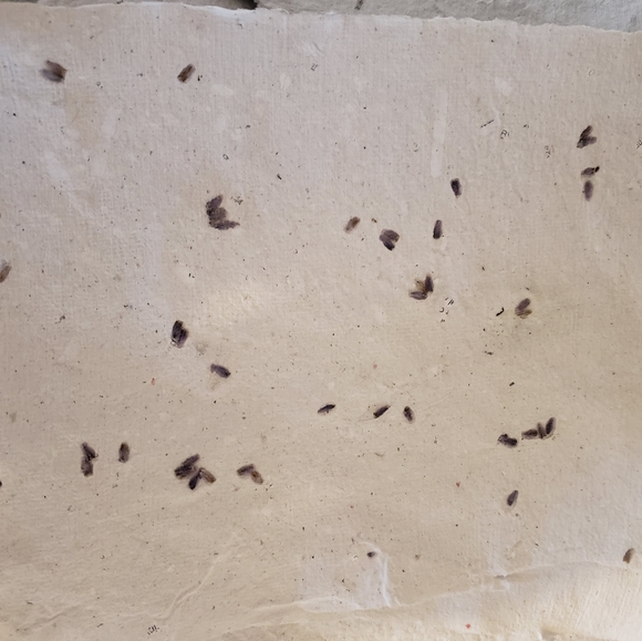 13 Pages of Handcrafted Papers with Sage Flowers - Picture 1 of 3